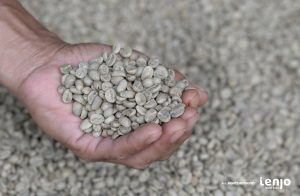 Green Beans Tasikmalaya