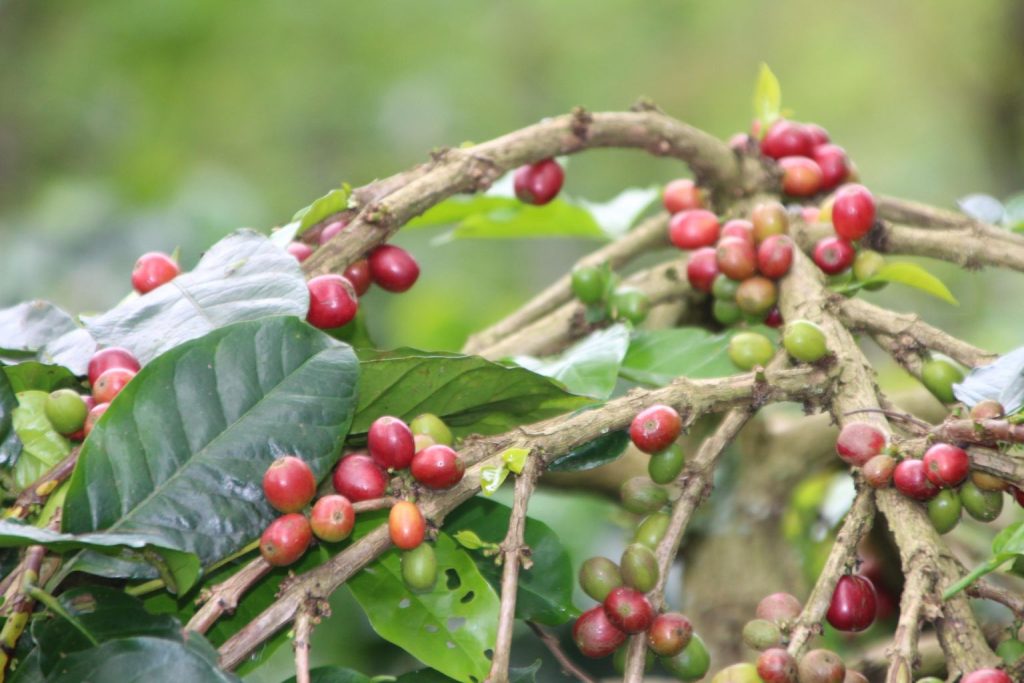 Kabut tipis menyelimuti hamparan hijau lereng gunung, menghadirkan ketenangan dan kesuburan alam yang asri. Pemandangan ini menangkap keindahan kebun kopi yang bertingkat di antara pepohonan rimbun, dengan sentuhan rumput liar yang menambah pesona alami.