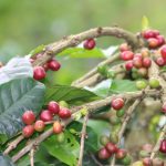 Parentas di Balik Kabut dan Cangkir Harapan