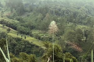 Pemandangan lereng gunung yang diselimuti kabut tipis, memperlihatkan bukit-bukit hijau bertingkat dengan kebun kopi dan hutan pinus. Beberapa rumput liar tinggi dengan bunga berwarna terang terlihat di latar depan, menambah kesan alami dan menenangkan.