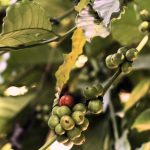Obrolan Kedai Kopi: Janji Sejahtera Pembangunan