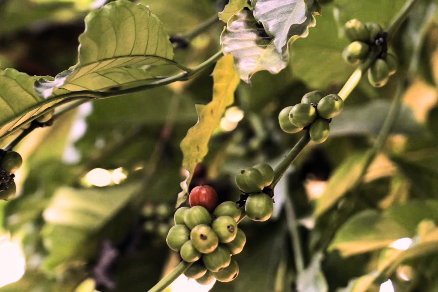 Kopi Penyangga Hutan Kopi Penyangga Hutan