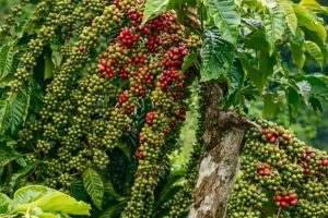 Meski Bank Dunia memprediksi penurunan harga Arabika sebesar 13% sepanjang tahun 2026, realita di lapangan menunjukkan bahwa biaya produksi di tingkat hulu tidak akan pernah kembali ke level sebelum pandemi.