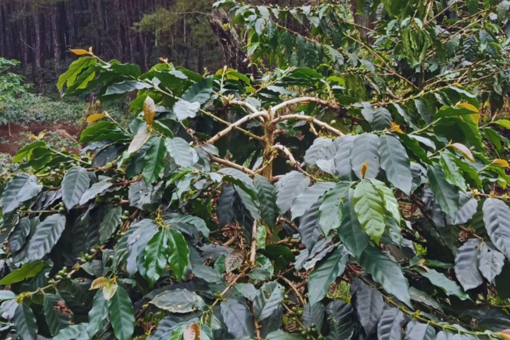 Rainforest Alliance (organisasi sertifikasi terbesar untuk kopi sustainable) resmi luncurkan Regenerative Agriculture Standard khusus kopi sejak akhir 2025