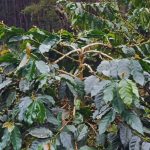 Apa Itu Kopi Regeneratif?