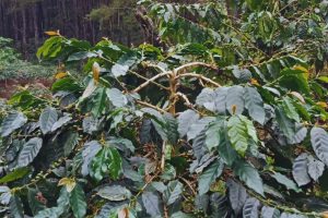 Rainforest Alliance (organisasi sertifikasi terbesar untuk kopi sustainable) resmi luncurkan Regenerative Agriculture Standard khusus kopi sejak akhir 2025