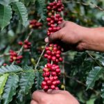 Mengapa Disebut Kopi Arabika?