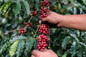 Mari kita menyusuri jejak aroma ini kembali ke masa lalu. Secara botani, tanah kelahiran kopi memanglah dataran tinggi Ethiopia.
