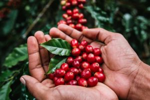 Jika Specialty Coffee adalah panggung pertunjukannya, maka Strain adalah aktornya. Aktor yang hebat (bibit unggul) jika ditempatkan di panggung yang megah (tanah yang subur/terroir) dan diarahkan oleh sutradara yang mumpuni (roaster yang ahli), maka akan tercipta sebuah simfoni rasa yang tak terlupakan.