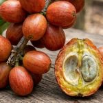 Liberika Tak Sekedar Kopi Nangka