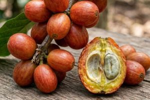 Gambar ini menampilkan belahan buah kopi Liberika secara realistis dengan fokus pada ketebalan kulit buah dan dagingnya yang unik, serta warna-warna solid seperti oranye kusam dan kuning kehijauan yang khas. Visual ini dirancang untuk melengkapi pembahasan mengenai struktur fisik yang mempengaruhi profil rasa Liberika.