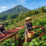 Kopi Arabika Java Sukapura Mutiara Hitam Kaki Galunggung