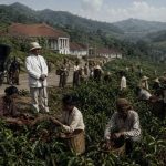 Cultuurstelsel dan Dominasi Java Coffee
