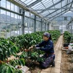 Jepang Mulai Tanam Kopi?