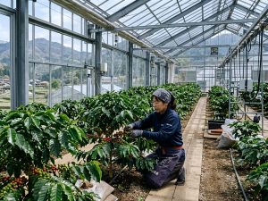 Jepang Mulai Tanam kopi