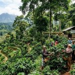 Kopi Tasik Kopi Selamatkan Hutan