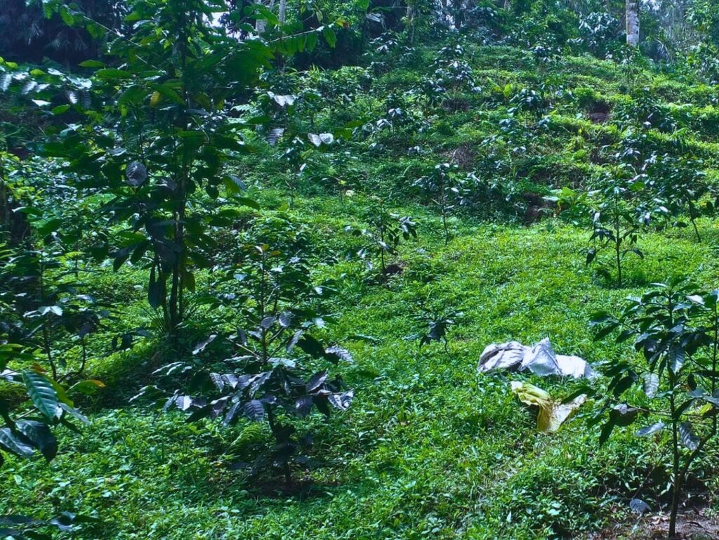 Karena itu, hubungan antara kopi dan hutan sebenarnya sangat erat. Hutan menjaga air, sementara air menjaga kehidupan kebun kopi.