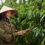 Masa Depan Kopi Ada di Agroforestri, Bukan Ekspansi Lahan
