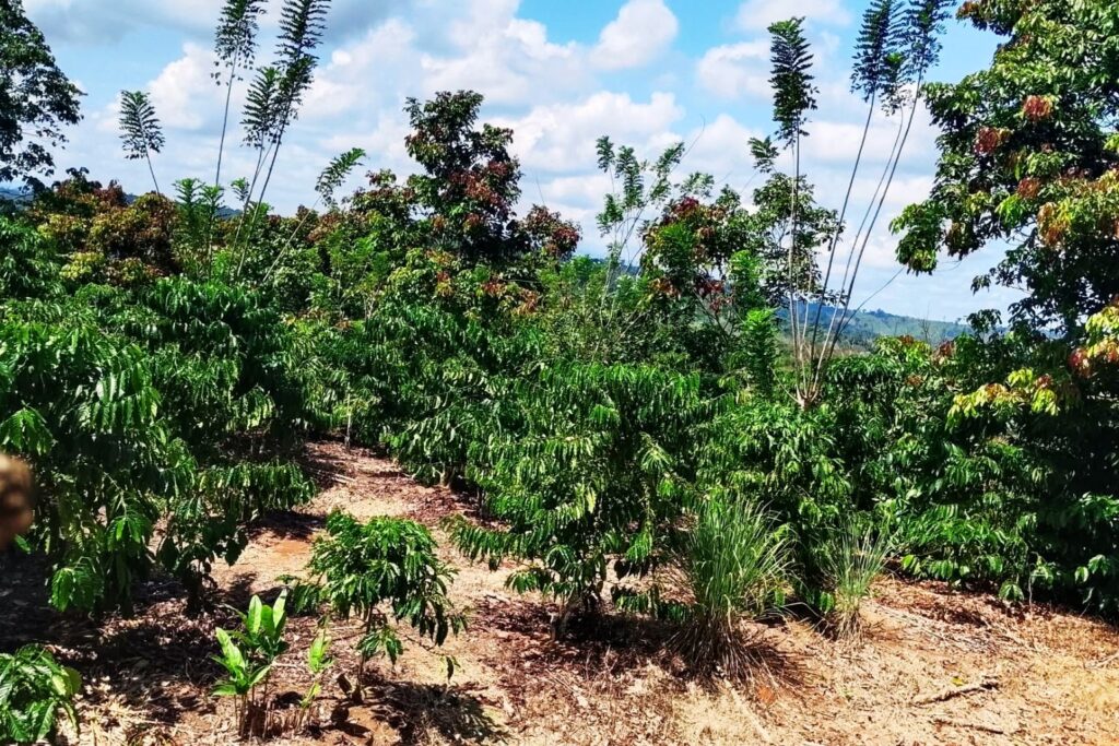 Bagi petani, eksportir, dan pelaku industri hilir, musim 2026/27 menjadi pengingat bahwa perubahan cuaca kini bukan lagi sekadar tantangan musiman, melainkan faktor strategis yang menentukan keberlanjutan industri kopi Indonesia di masa depan.