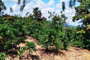 Bagi petani, eksportir, dan pelaku industri hilir, musim 2026/27 menjadi pengingat bahwa perubahan cuaca kini bukan lagi sekadar tantangan musiman, melainkan faktor strategis yang menentukan keberlanjutan industri kopi Indonesia di masa depan.