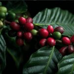 Ateng dari Tanah Gayo hingga Menaklukkan Pegunungan Pasundan